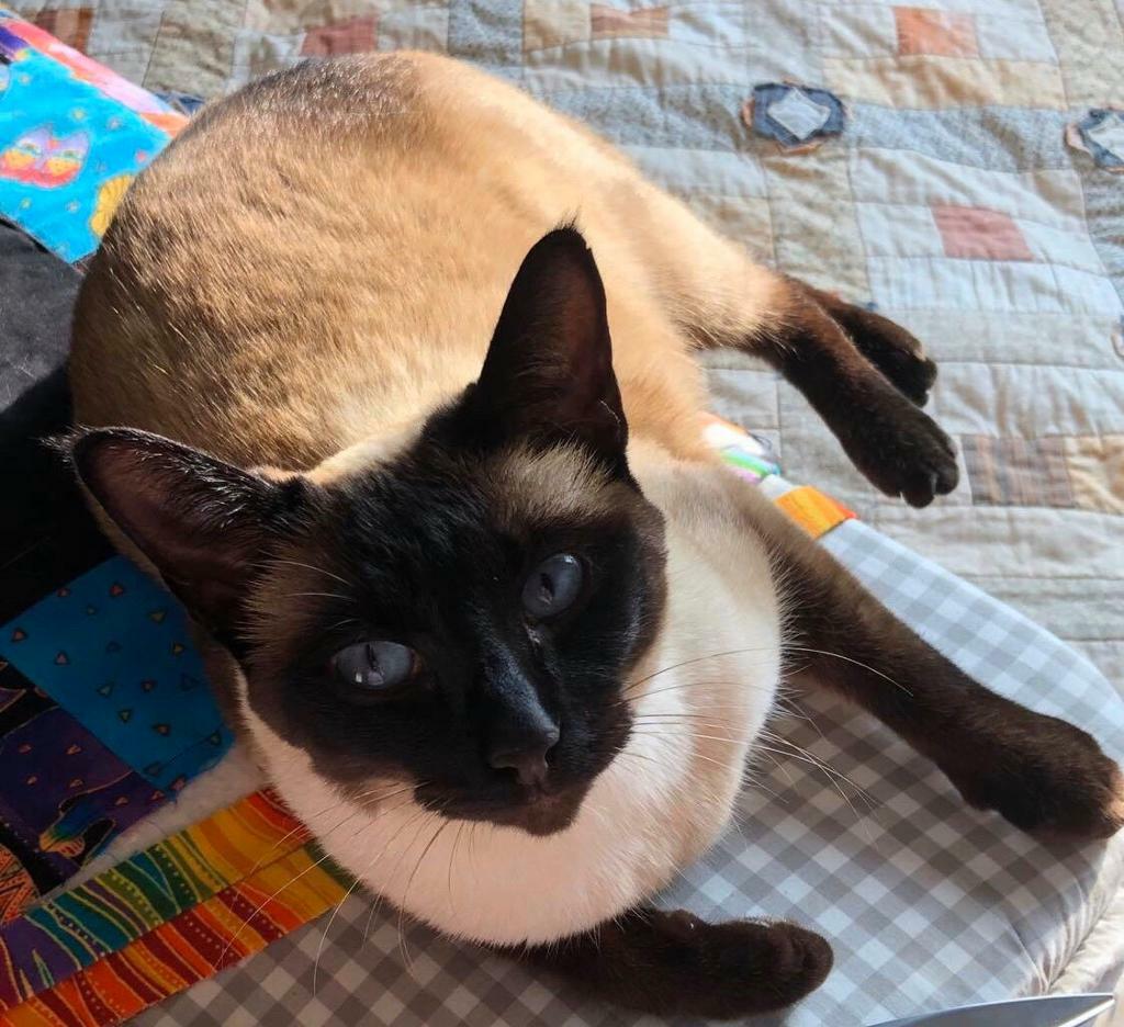 gumtree siamese kittens